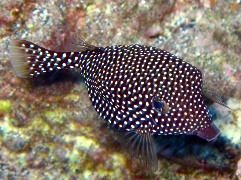 Ostracion meleagris (Pesce scatola a puntini)